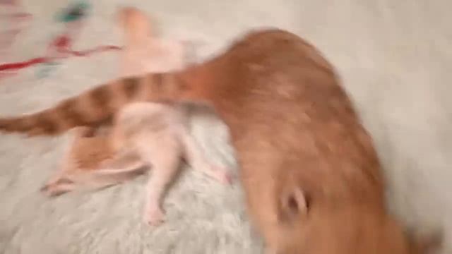 Носуха и фенек смотреть онлайн