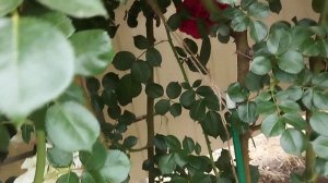 28 мая 2024 г. роза Жоашен дю Белле (Эрмитаж)