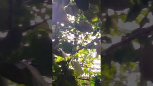 ЛИМОНАРИЙ. Лимоны новозеландские.