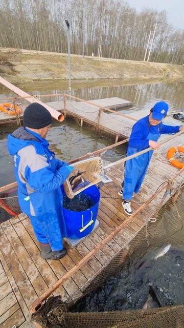 Запуск форели смотреть онлайн