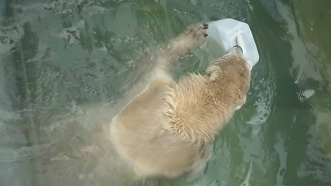 Смелые прыжки от белых медвежат в воду с новой канистрой.