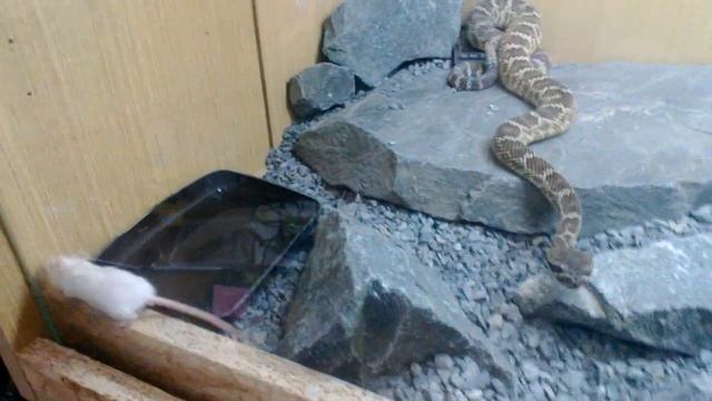 Crotalus oreganus helleri.. Mouse shock смотреть онлайн