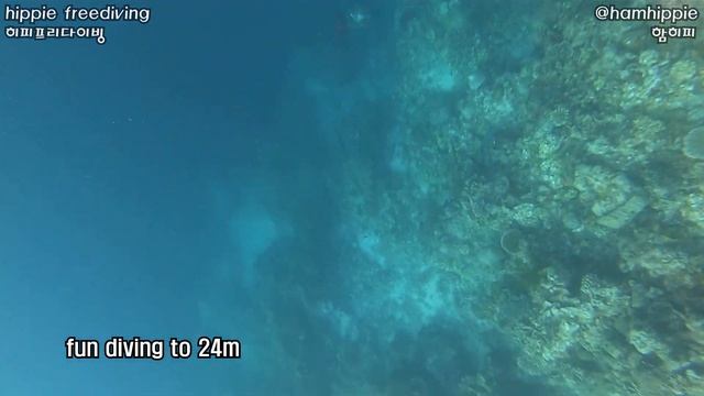 Let us dive! Fundiving in the ocean 🐬