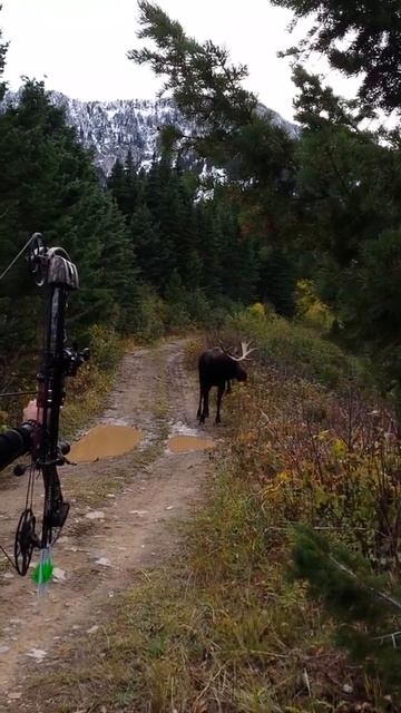 ЗАСТРЕЛИЛИ ЛОСЯ В ЛЕСУ⁉️🔞❌🆘️ смотреть онлайн