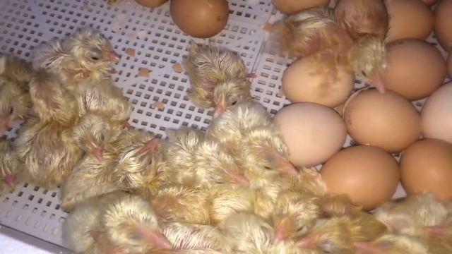 Еш қиындықсыз балапандар шыға алады ма ? #КОББ500 #БРОЙЛЕР #kadyrovfarm смотреть онлайн