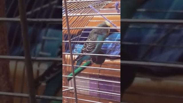 Волнистый попугай Жорик говорит смотреть онлайн