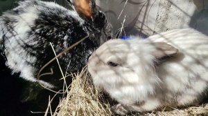 Что едят домашние кролики в квартире ❤