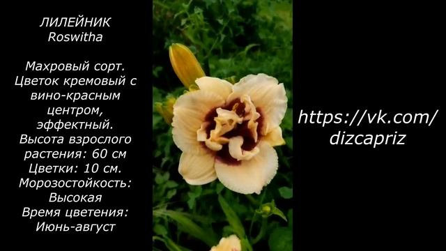 ЛИЛЕЙНИК Roswitha #ирисы #растенияпочтой #клематисы #лилейники