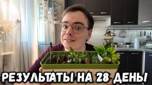 ШОК! Мои результаты укоренения замиокулькаса через 1 месяц!