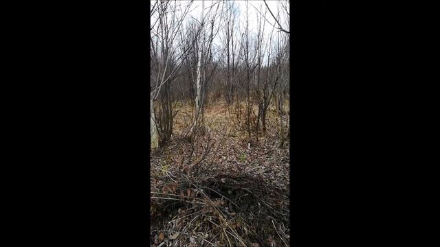 Мангуст-Д и Лось смотреть онлайн