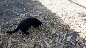 Дружковка 19 сентября 2023.Антилопа и газель .Палим костёр .Обозвали грязнулей.