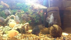 вьеха гуттулатум