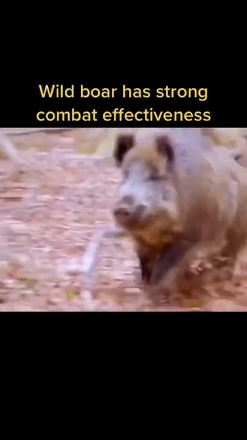 Wild boar has strong combat effectiveness | #shorts |
