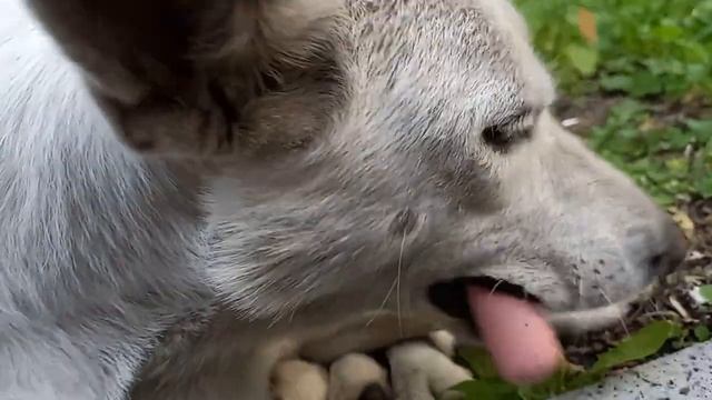 Кормим бездомную собаку смотреть онлайн