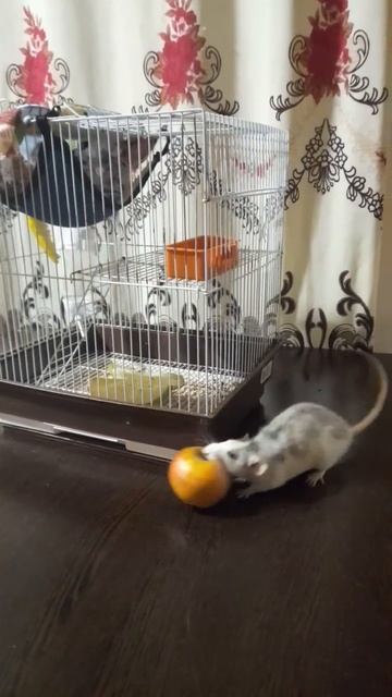 счастье есть! крысадамбо фрукты хаски животные жизнь животное еда крысы крысадамбо