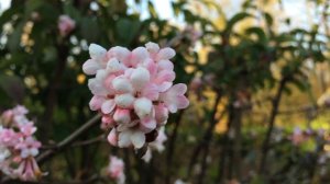 Viburnum 'bodnantense Dawn'