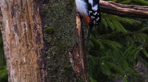 Большой пёстрый дятел