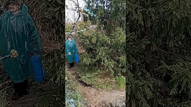 Борьба с паразитами в саду Универсолис у пирамиды,где в её энергиях они хорошо растут.МирУниверсол-и