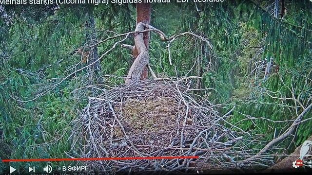 P6210759 21/06/2020.02:37час. Прилёт Чёрного аиста: съёмка события, произошедшего более 3 час. наза смотреть онлайн