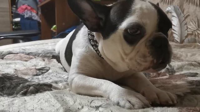 У собаки в организме не хватает ваты😁 смотреть онлайн