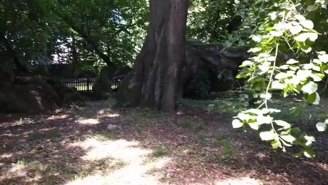 Бзенец. Липа 500 лет.