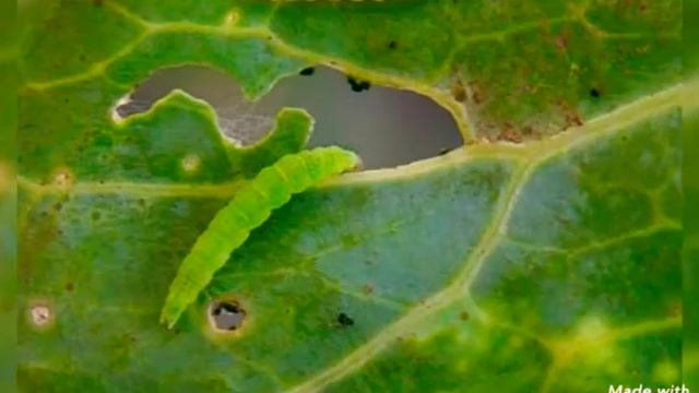 # Introduction of diamond back moth (DBM) insect || Agriculture entomology смотреть онлайн