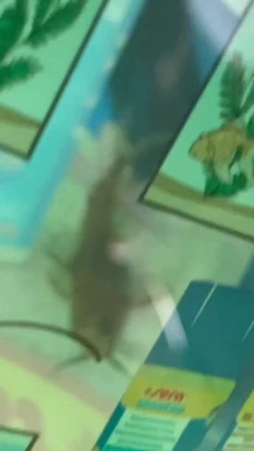 Buying Rare Upside Down Catfish! смотреть онлайн