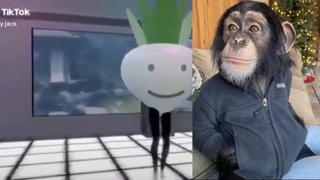 Monkey reacts to video of guy defending he did not touch his balls смотреть онлайн