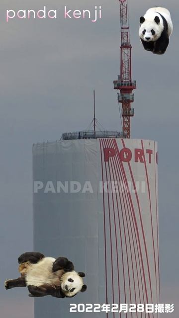 きょうの神戸ポートタワー🐼 改修中🐼 完全に覆われました🐼 #2022年2月28日 #タンタンの住む街 #神戸🐼 #shorts смотреть онлайн