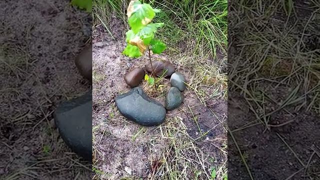 Источник (29.08.2020). Деревца и шиповник. смотреть онлайн