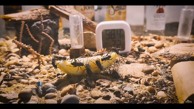 NEW YEARS EVE TREAT - CAMPONOTUS NICOBARENSIS , SOLENOPSIS GEMINATA EAT A CHICKEN FRANKFURTER смотреть онлайн