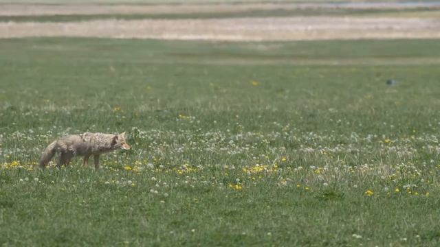 5 Best Thermal Rifle Scope for Coyote Hunting  August