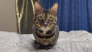 Бенгалы самые нежные коты