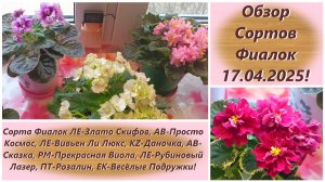Обзор Сортов Фиалок 17.04.2025!