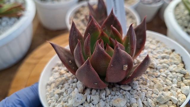 Echeverias Agavoides  suculentas con hermosos colores y muy resistentes para principiantes #flowers