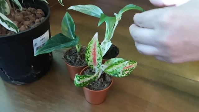 Азиатская закупка из "Череночка"