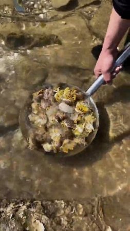 #shorts | Coastal Foraging - Scallops, Cockles, Clam and Crab Beach Cook Up