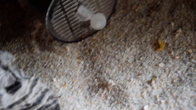 Anoplolepis gracilipes vs Lasius niger смотреть онлайн