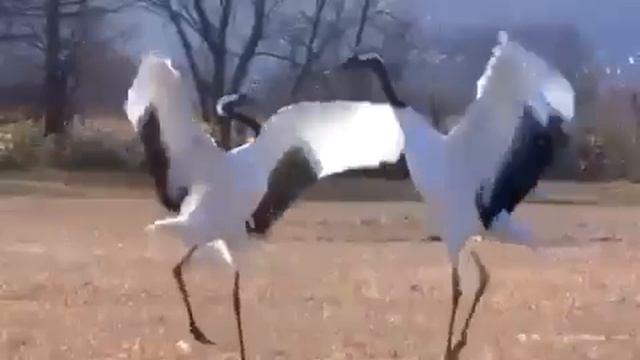 Стерхи - белые журавли, священные птицы якутских шаманов. В Якутию прилетели Стерхи смотреть онлайн