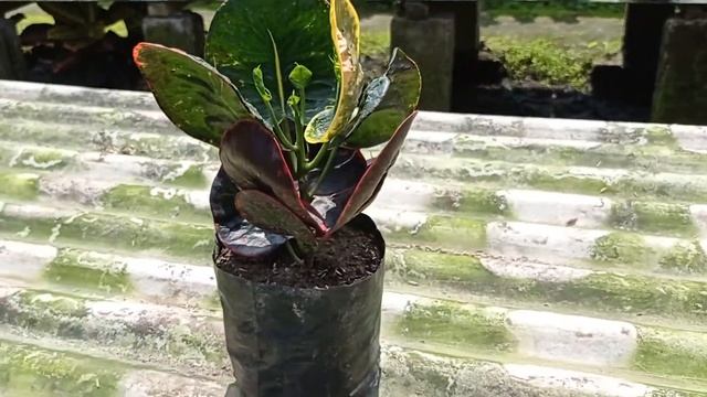 Tanaman Hias Puring Poering Croton Apel SRG Super Red Giant #shorts #perkebunanpuring смотреть онлайн