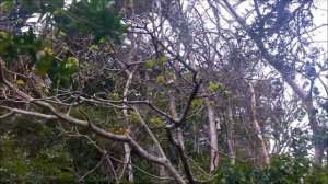 Hadedah Nest 29 08 15