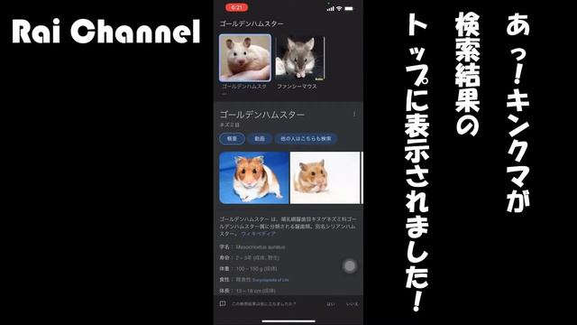 ハムスターケージで遊ぶキンクマハムスターをグーグルレンズで検索【ハムスター検証】ハムスター観察（ゴールデンハムスター）キンクマ