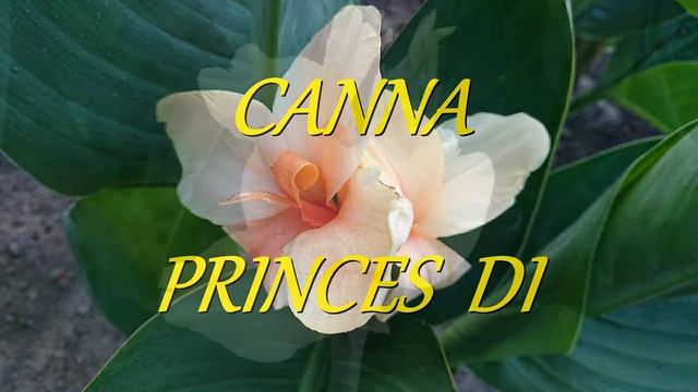 (5) Prezentacja odmian canny odc. 2 смотреть онлайн