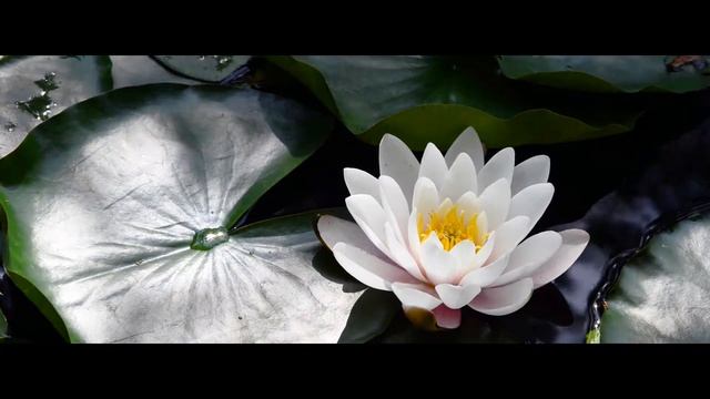 Jowaé - Il loto sacro - Astringente смотреть онлайн