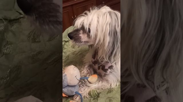 китайская хохлатая смотреть онлайн