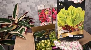 Какие растения я купила. Почему покупаю посадочный материал именно рано весной