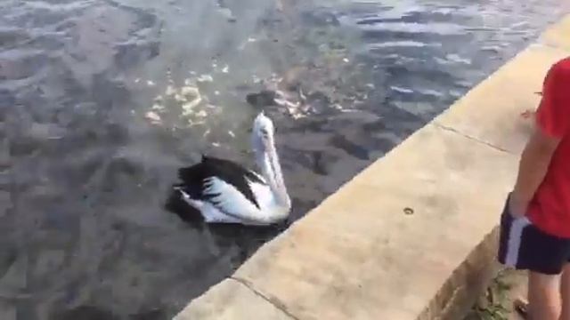 Остров пеликанов 2018 смотреть онлайн