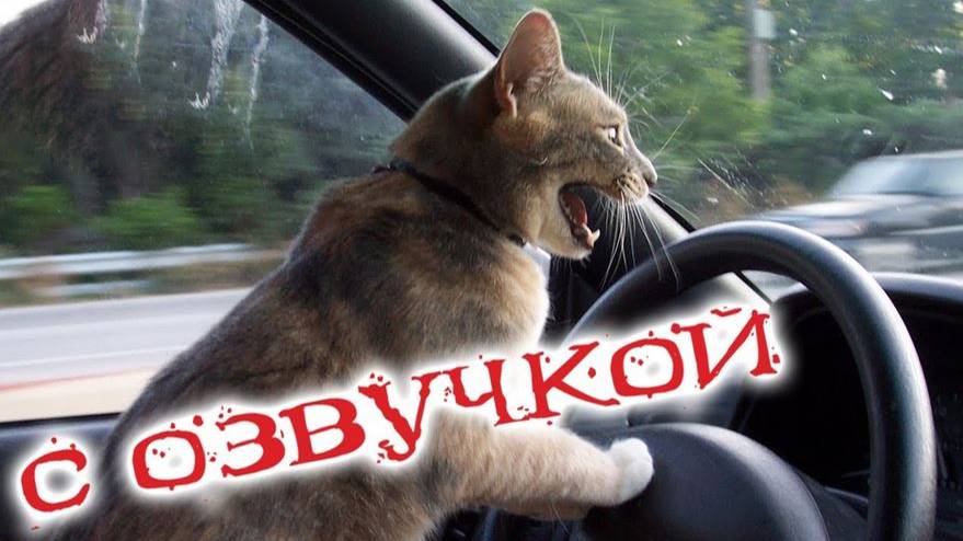 приколы с котами! самая смешная озвучка животных 2022! до слез