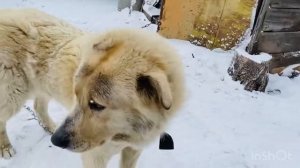 Про похороны папы Георгия Ивановича
