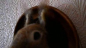 Панно на стену"Белка".